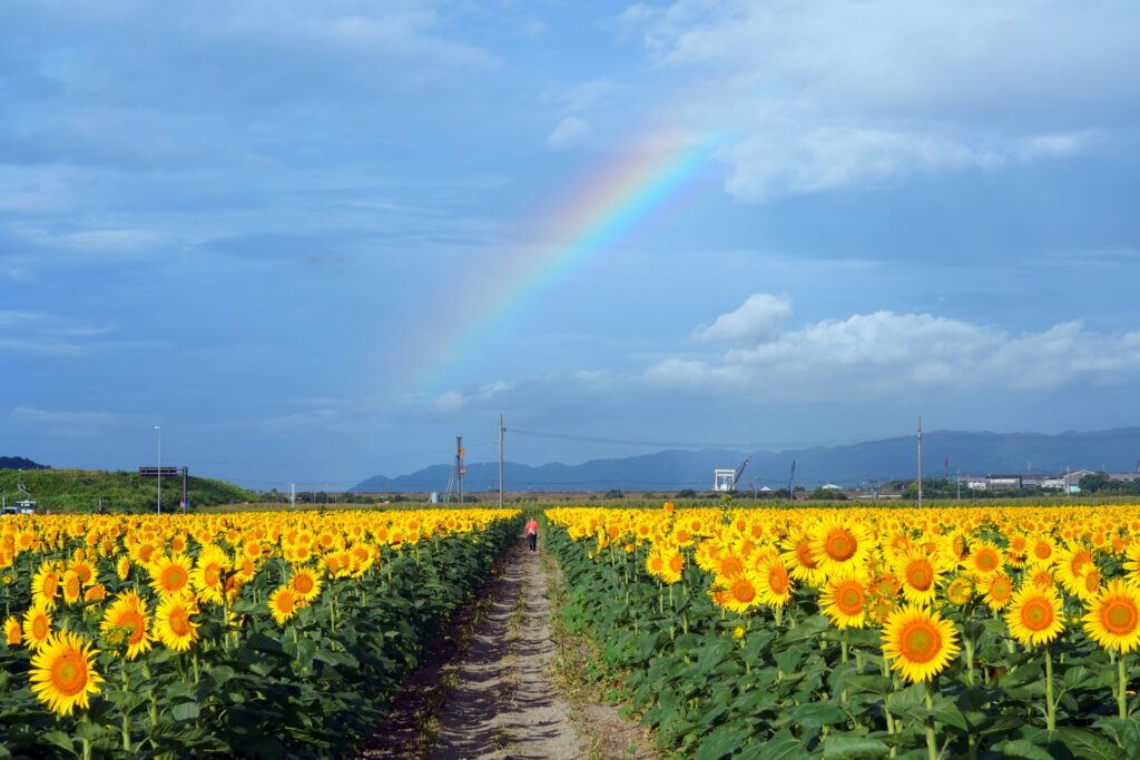 笠岡市。道の駅「笠岡ベイファーム」に咲く100万本のひまわりと空にかかる虹。